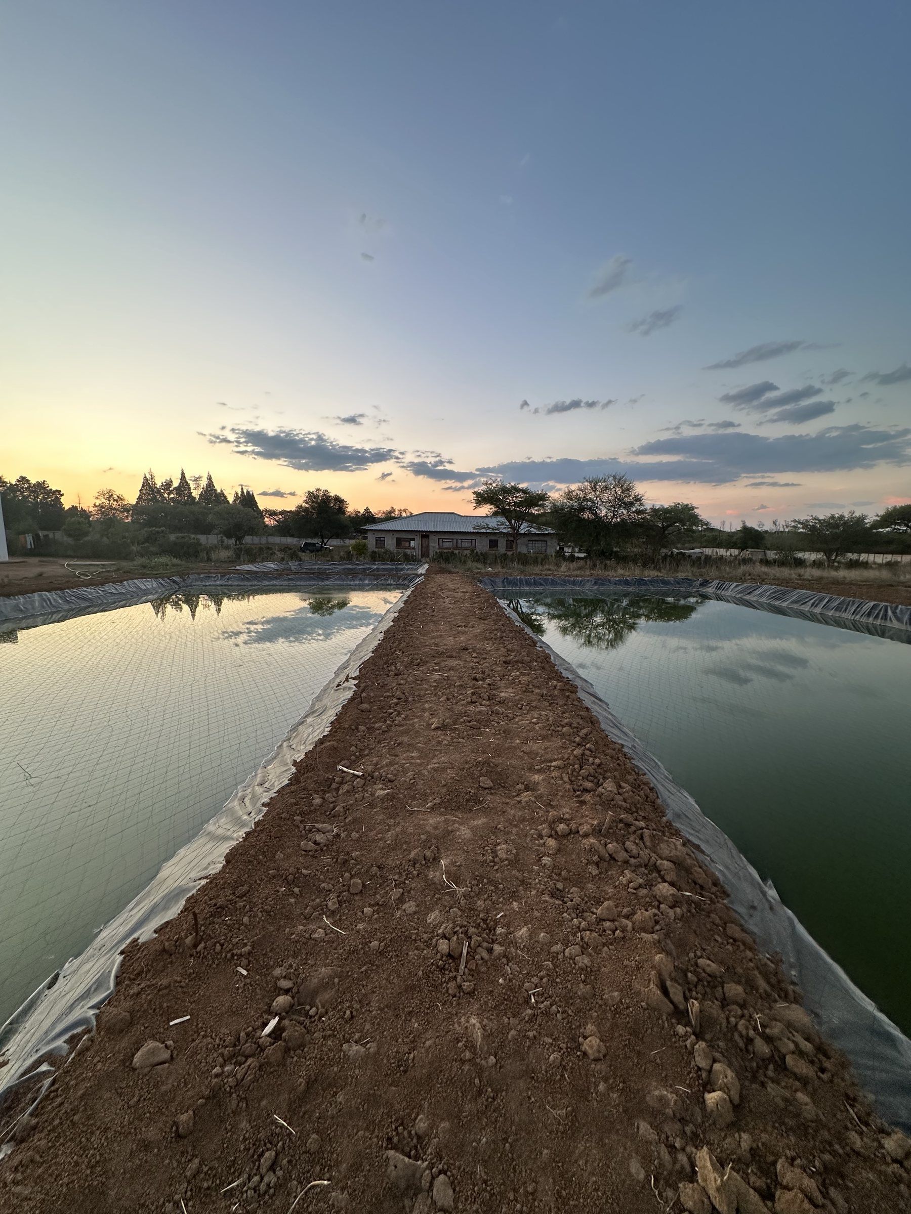Two lined fish ponds full of water either side of an earth walkway at dusk