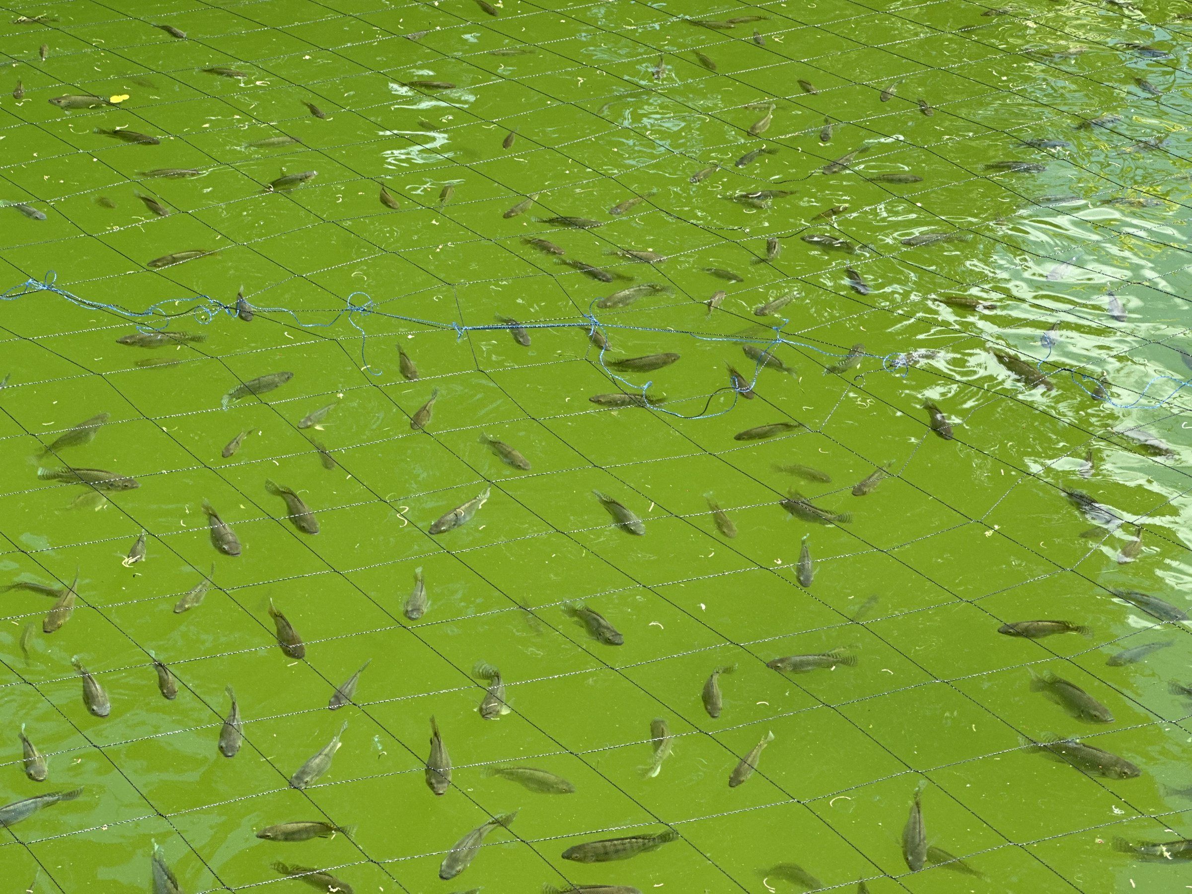 Young tilapia swimming in green water under a bird / predator net