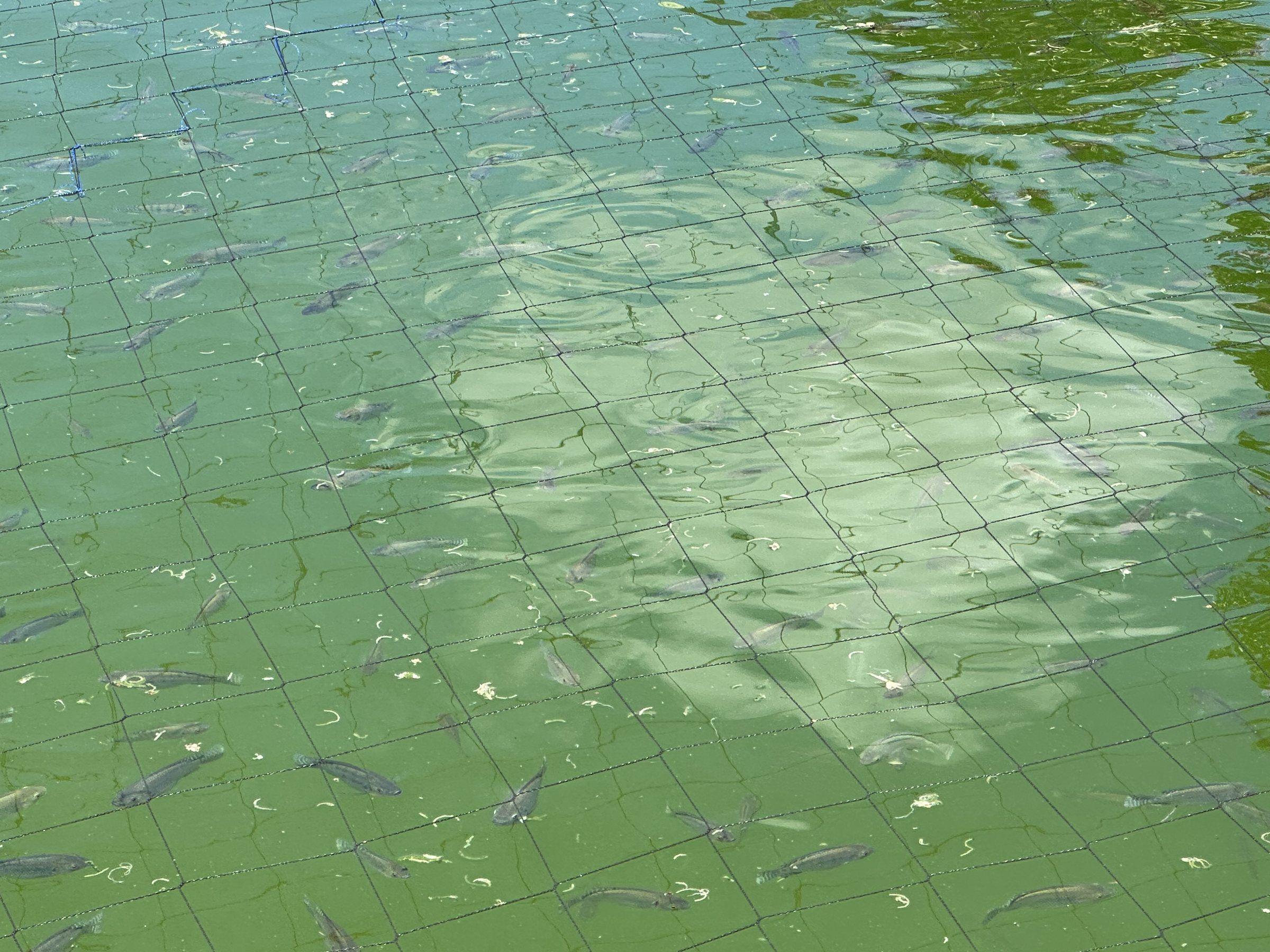 Young tilapia in green pond water under a bird / predator net